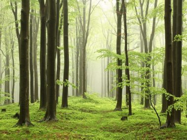 Wandplatte-Duschrückwand-Aluminiumverbund-individual-Decor-Wald-Wandverkleidung | Duschrückwände | Wandgestaltung | Wandplatten